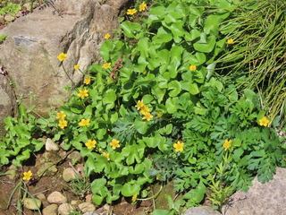 Caltha palustris