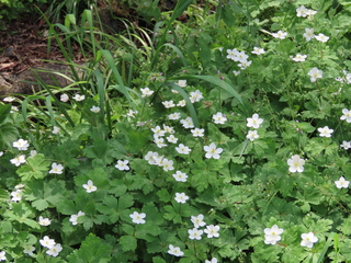 Anemone flaccida