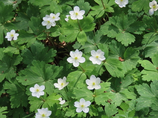 Anemone flaccida