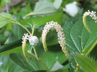 Saururus chinensis