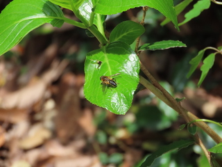 Helophilus eristaloideus