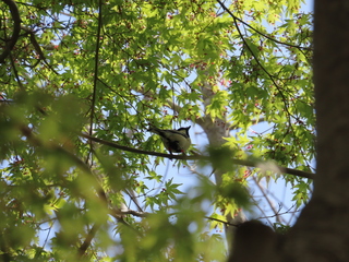 Parus minor