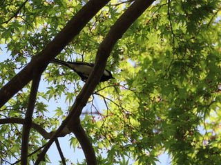 Parus minor