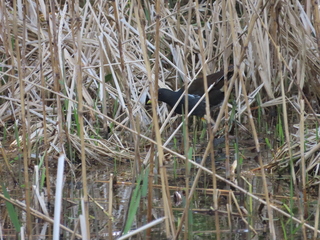 Gallinula chloropus