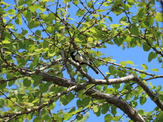 Parus minor