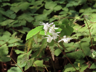 Epimedium trifoliatobinatum