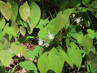 Epimedium trifoliatobinatum