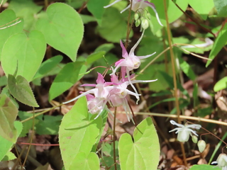 Epimedium grandiflorum var. thunbergianum
