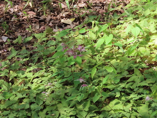 Epimedium grandiflorum var. thunbergianum