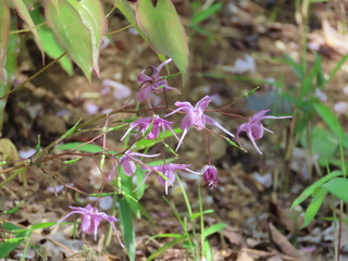 Epimedium sempervirens var. sempervirens