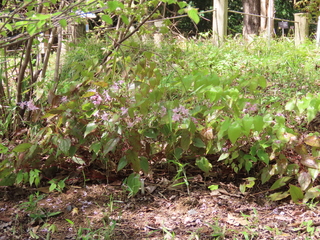 Epimedium sempervirens var. sempervirens