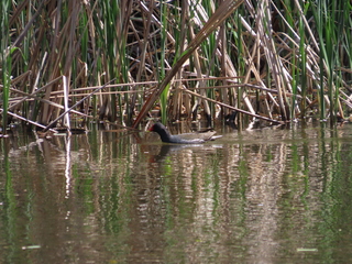 Gallinula chloropus