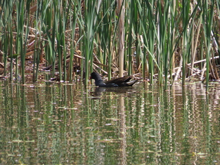 Gallinula chloropus