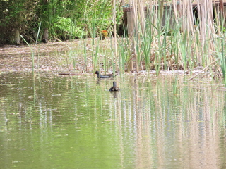 Gallinula chloropus