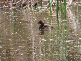 Tachybaptus ruficollis