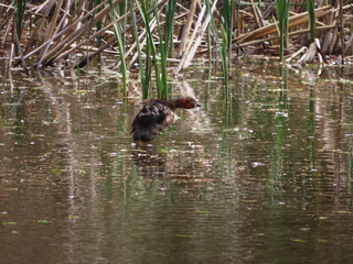 Tachybaptus ruficollis