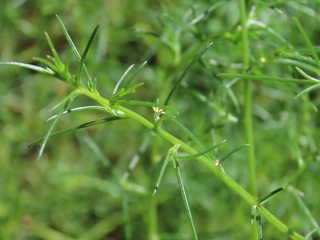 Salsola komarovii