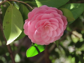 Camellia japonica var. rosacea