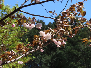 Prunus ×lannesiana 'Albo-rosea'