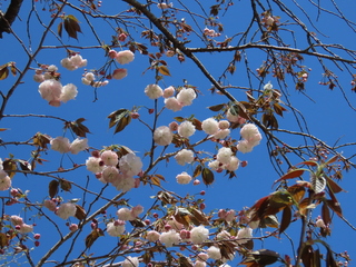 Prunus ×lannesiana 'Albo-rosea'