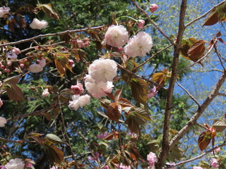 Prunus ×lannesiana 'Albo-rosea'