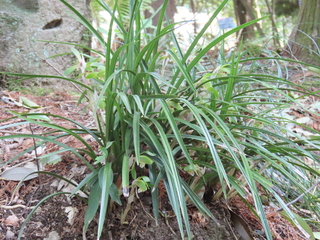 Cymbidium goeringii