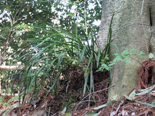 Cymbidium goeringii