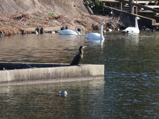 Phalacrocorax carbo