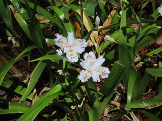 Iris japonica