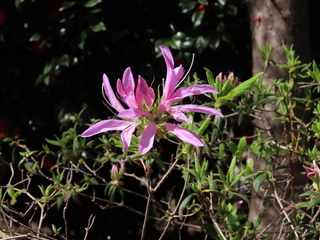 Rhododendron macrosepalum 'Hanaguruma'