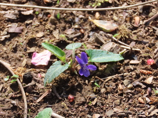 Viola inconspicua subsp. nagasakiensis