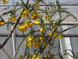 Sophora microphylla