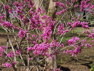 Cercis chinensis