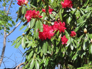 Rhododendron arboreum