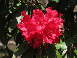 Rhododendron arboreum