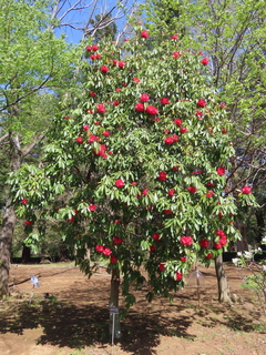 Rhododendron arboreum