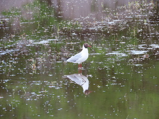 Chroicocephalus ridibundus