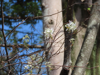 Amelanchier canadensis