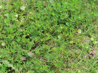 Hydrocotyle ramiflora