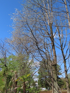 Amelanchier canadensis