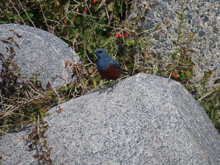 Monticola solitarius