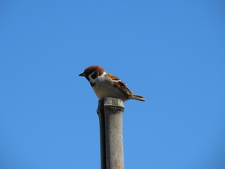 Passer montanus