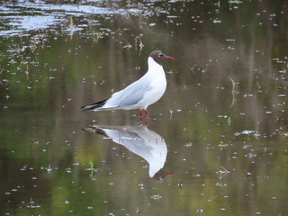 Chroicocephalus ridibundus