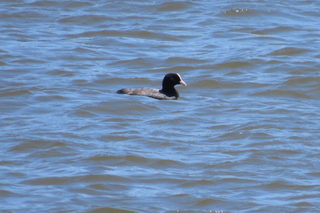Fulica atra