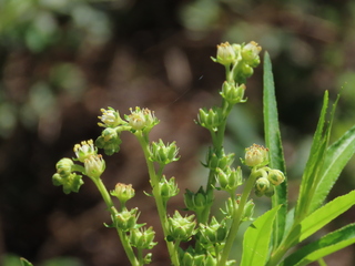 Penthorum chinense