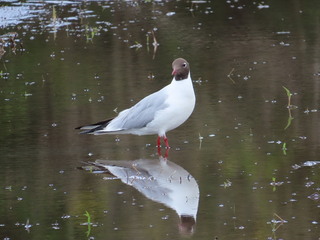 Chroicocephalus ridibundus