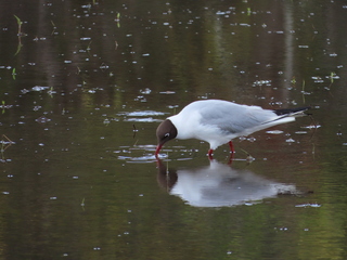 Chroicocephalus ridibundus