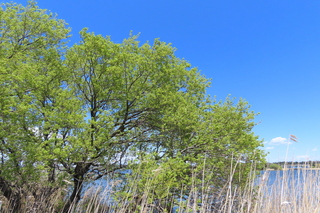 Salix chaenomeloides