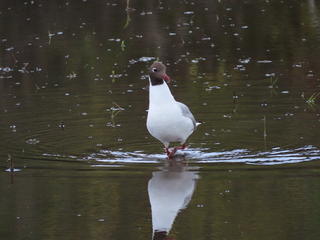 Chroicocephalus ridibundus