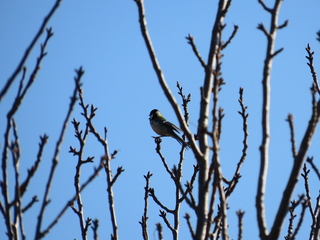 Parus minor